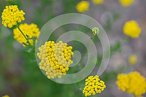 Sweet yarrow Achillea ageratum with yellow flowers photo